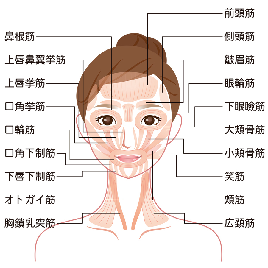 表情筋